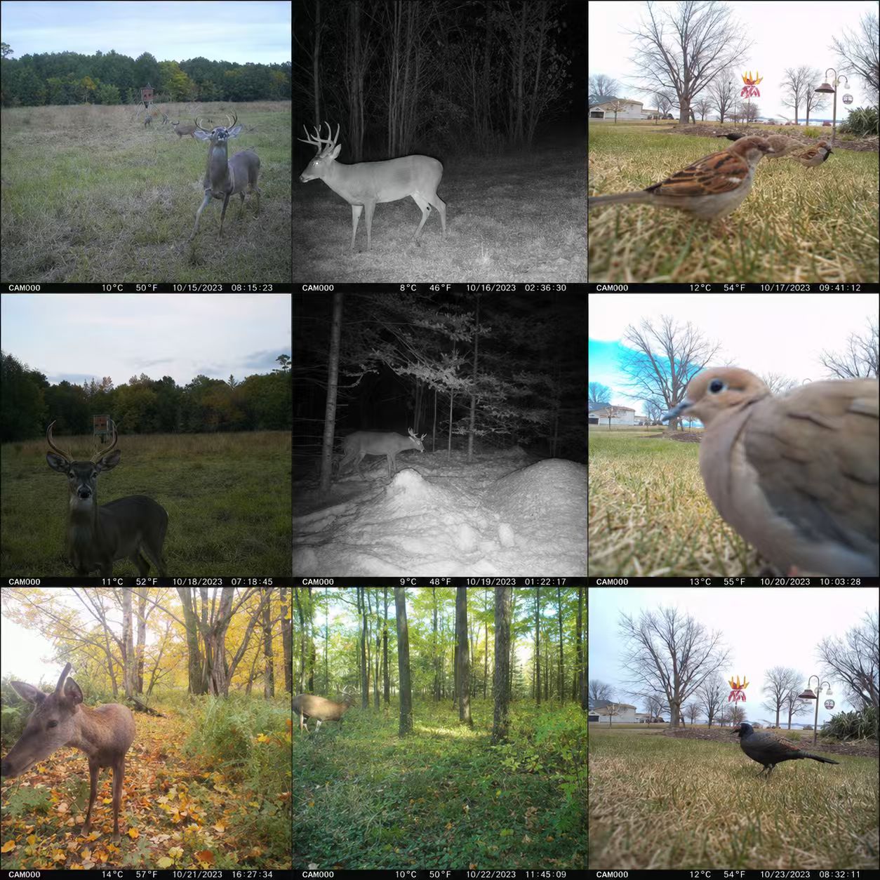 EU 4G Mobiele 2K Batterij Sola - Outdoor Hunting Video Camera recensie en prijs